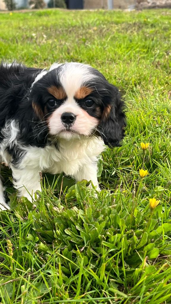 de Paline - Chiots disponibles - Cavalier King Charles Spaniel