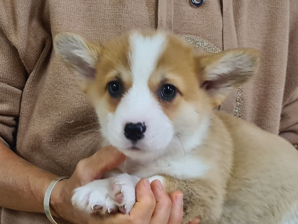de Paline - Chiots disponibles - Welsh Corgi Pembroke