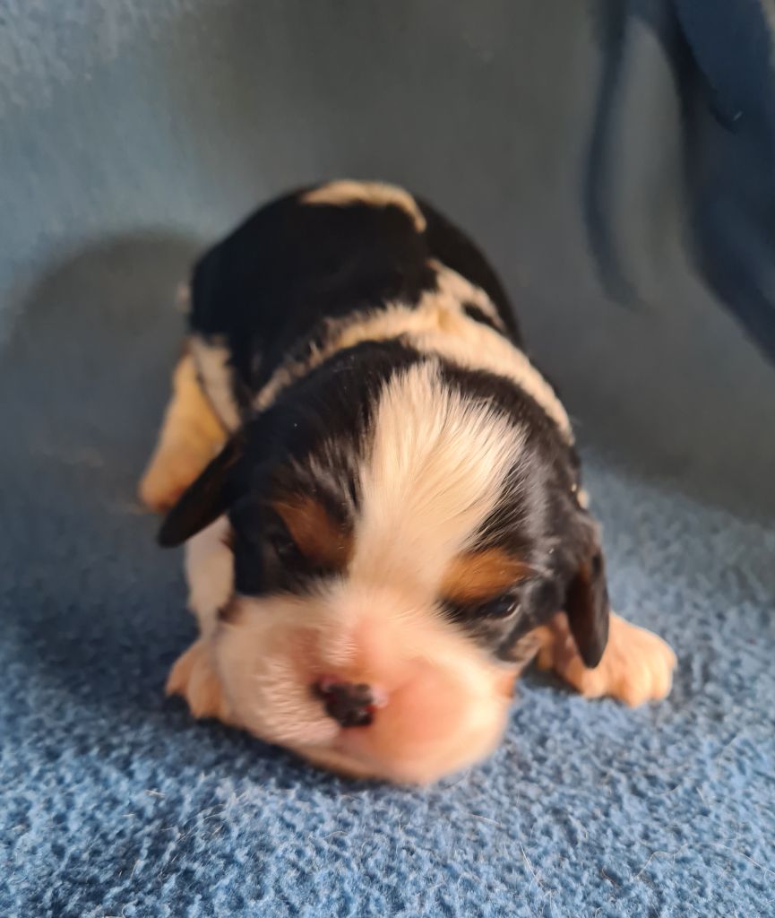 de Paline - Chiots disponibles - Cavalier King Charles Spaniel