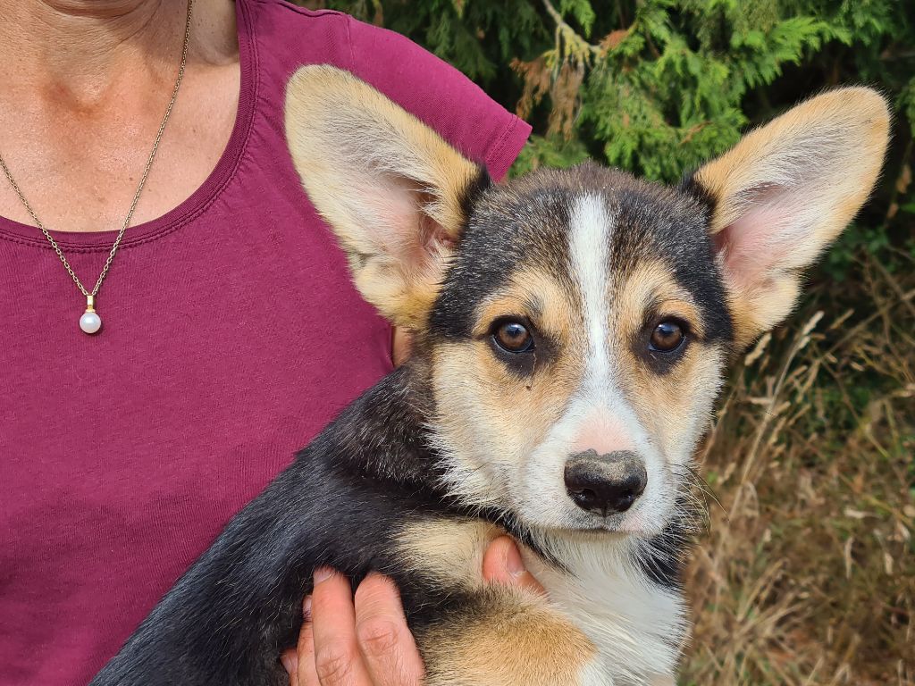 Chiot Welsh Corgi Pembroke de Paline