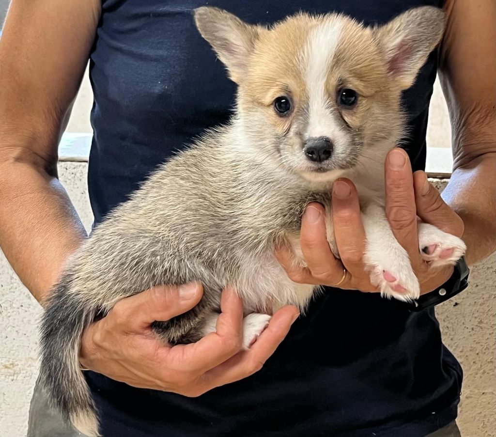 de Paline - Chiots disponibles - Welsh Corgi Pembroke
