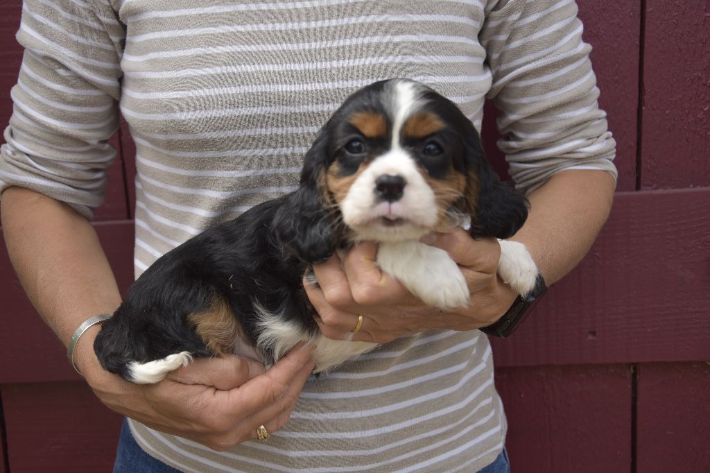 Chiot Cavalier King Charles Spaniel de Paline