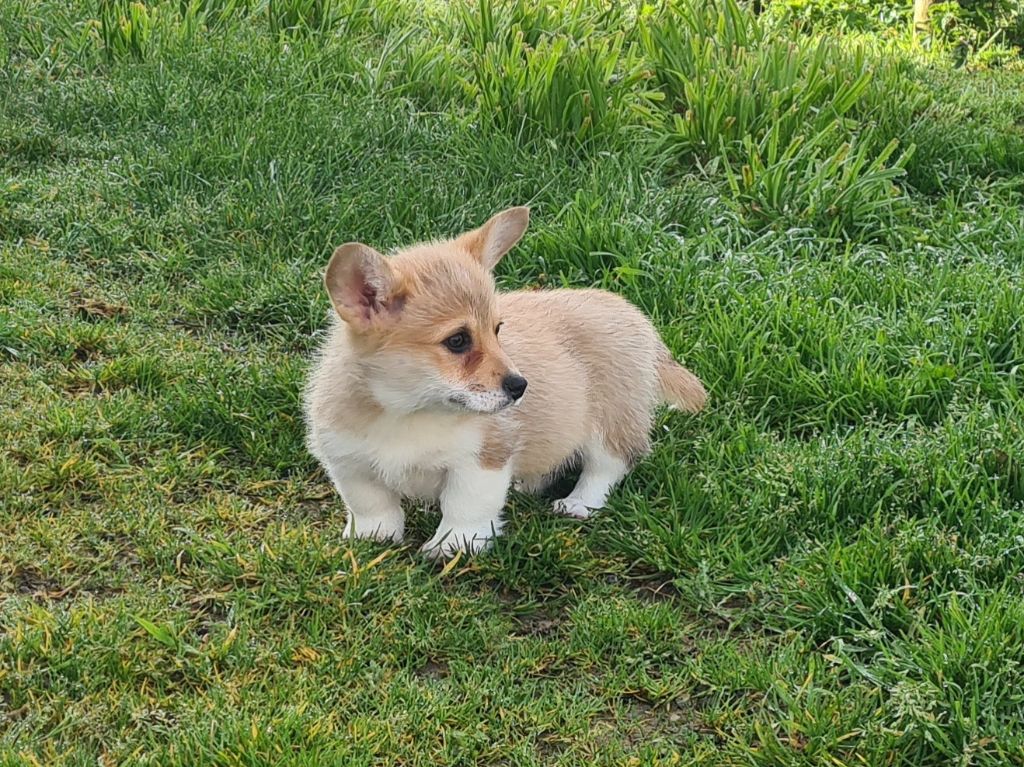 Puppy Welsh Corgi Pembroke de Paline