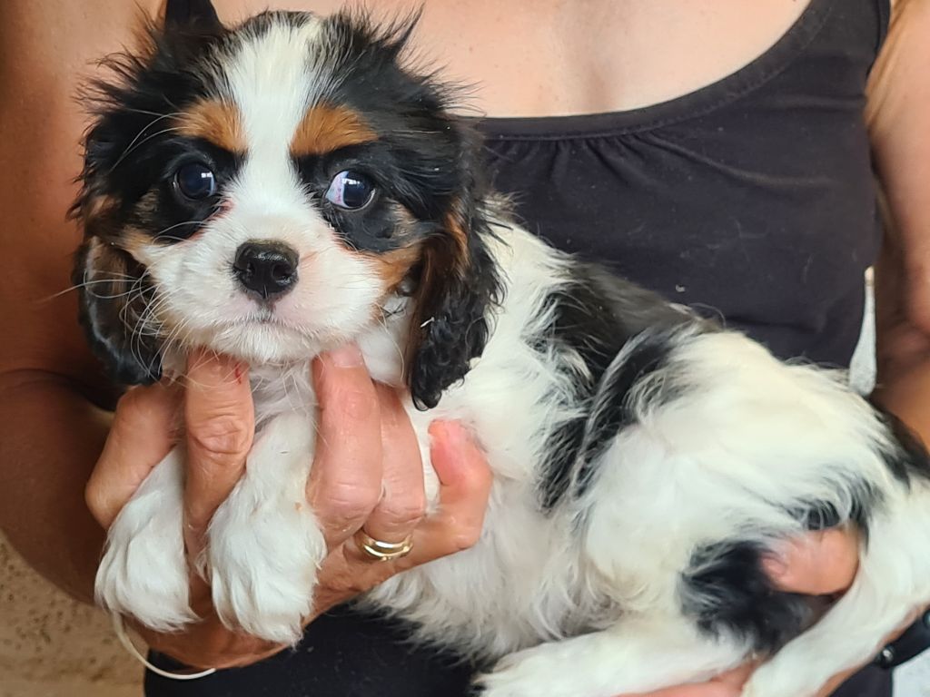 de Paline - Chiots disponibles - Cavalier King Charles Spaniel