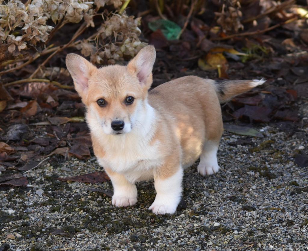 Chiot Welsh Corgi Pembroke de Paline