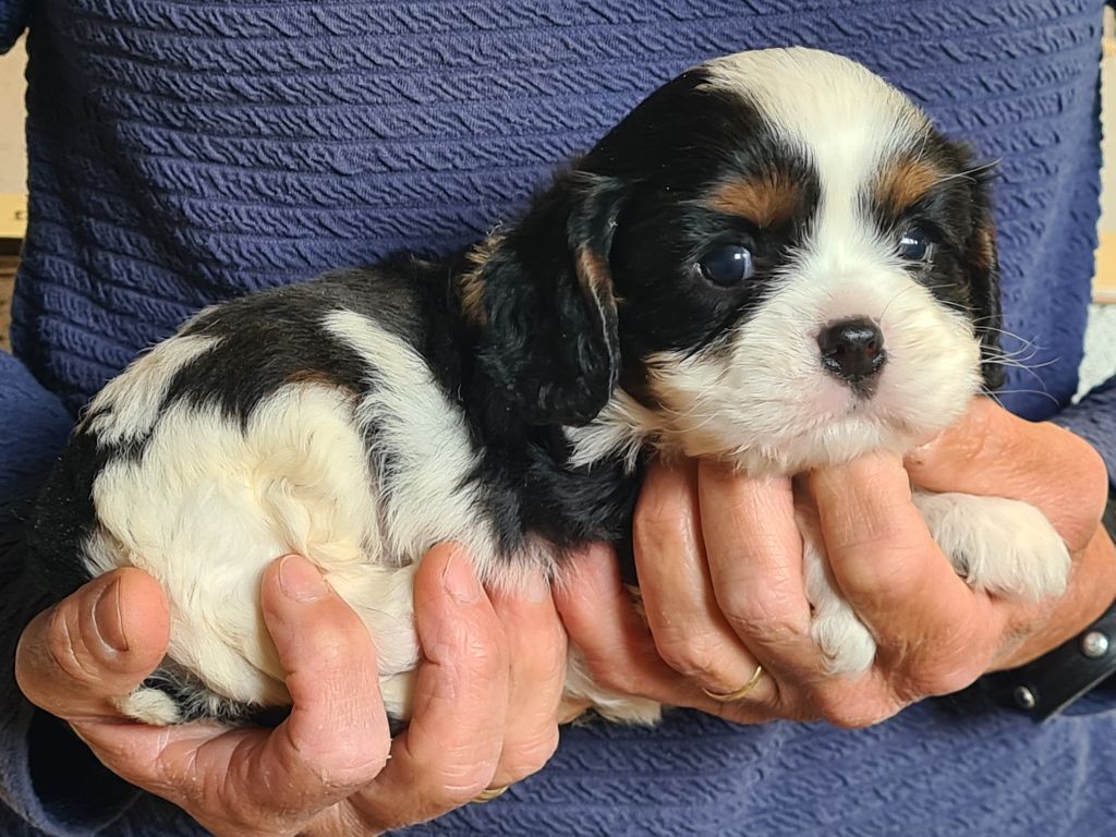 de Paline - Chiots disponibles - Cavalier King Charles Spaniel