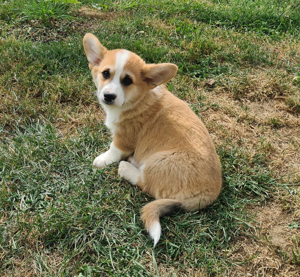 Chiot Welsh Corgi Pembroke de Paline