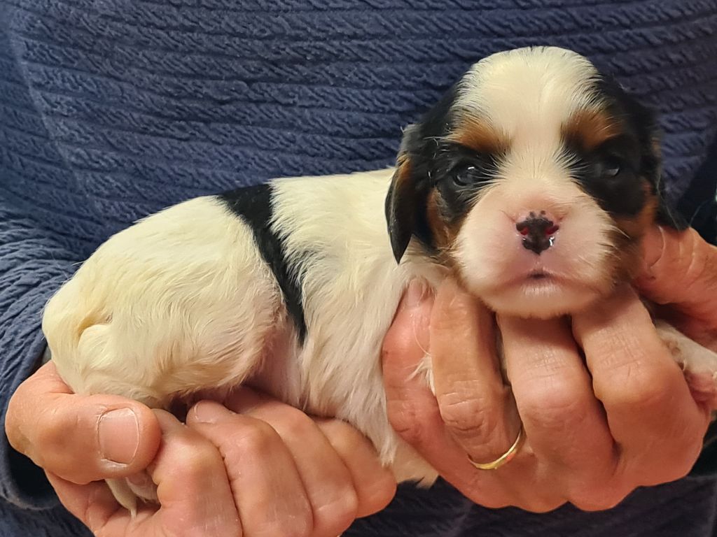 de Paline - Chiots disponibles - Cavalier King Charles Spaniel