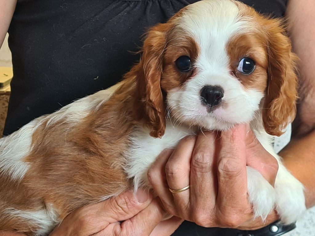 de Paline - Chiots disponibles - Cavalier King Charles Spaniel