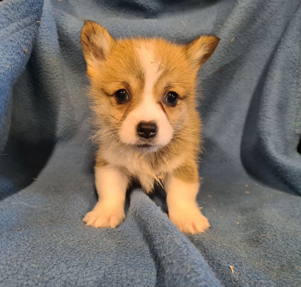 de Paline - Chiots disponibles - Welsh Corgi Pembroke