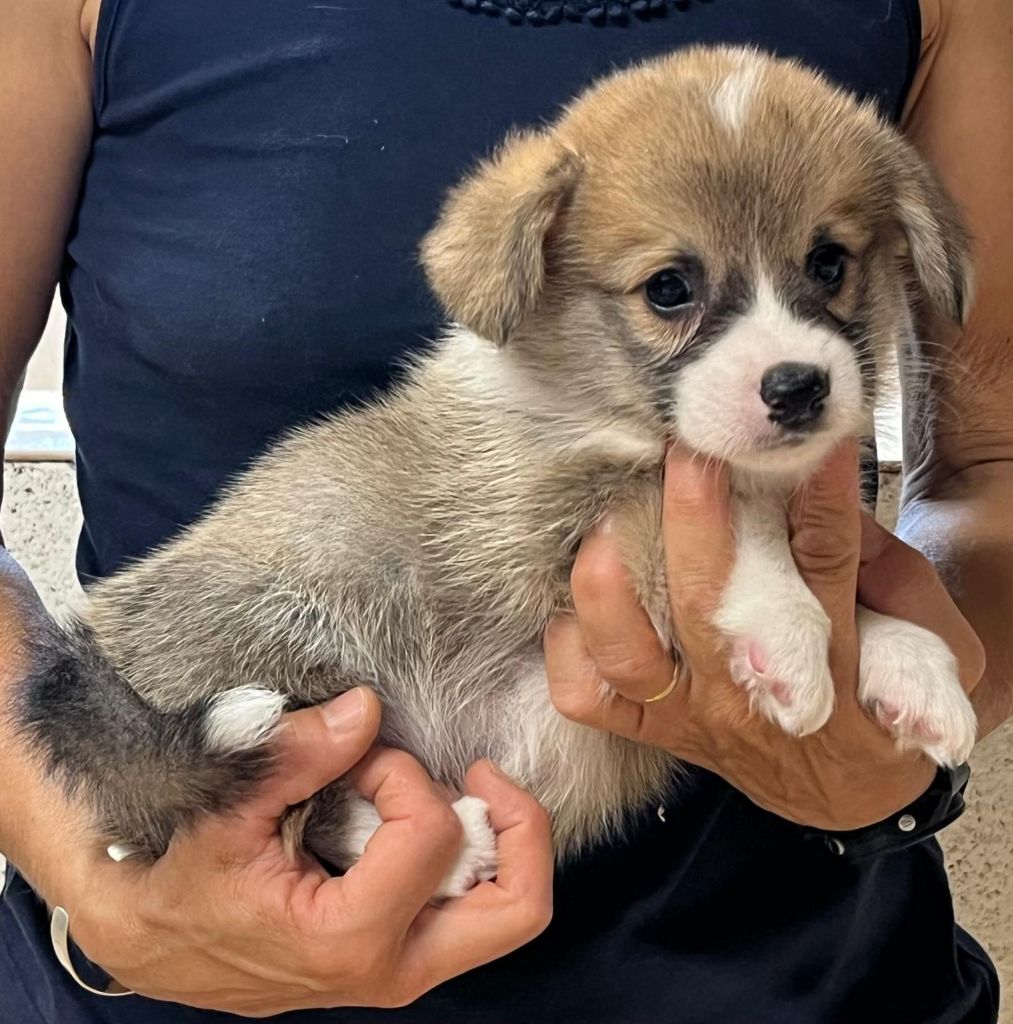 de Paline - Chiots disponibles - Welsh Corgi Pembroke