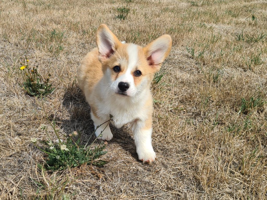 de Paline - Chiots disponibles - Welsh Corgi Pembroke