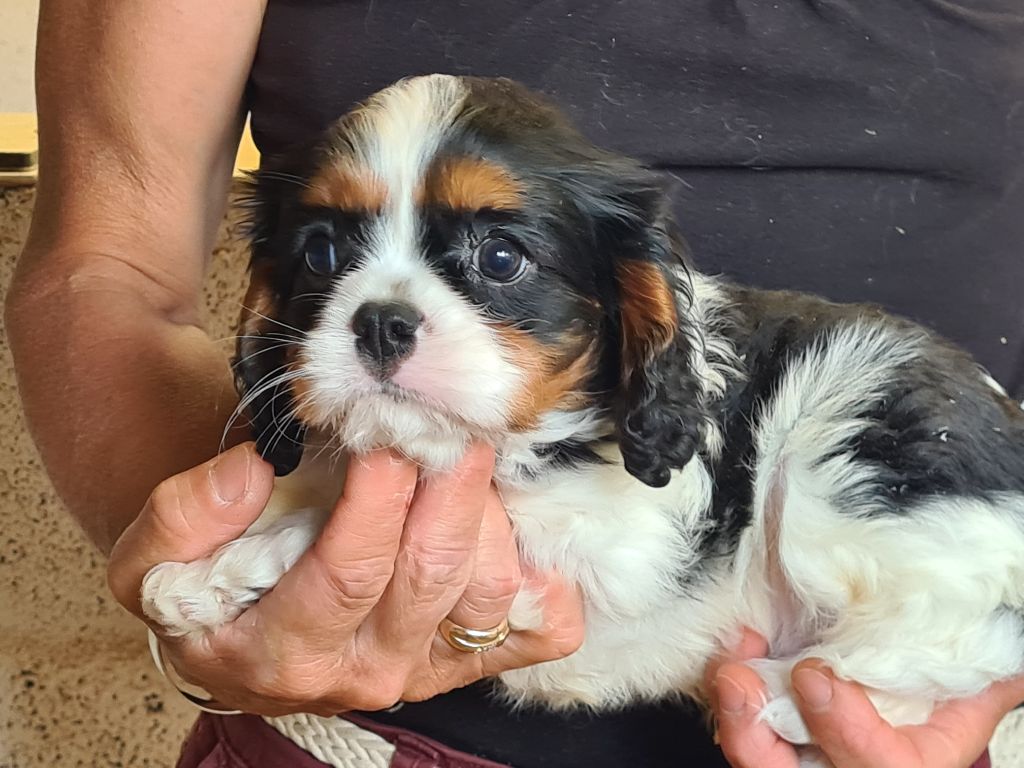 de Paline - Chiots disponibles - Cavalier King Charles Spaniel