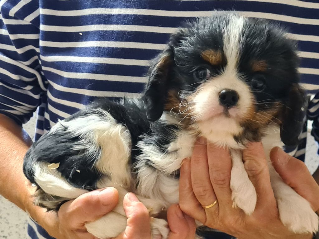 de Paline - Chiots disponibles - Cavalier King Charles Spaniel