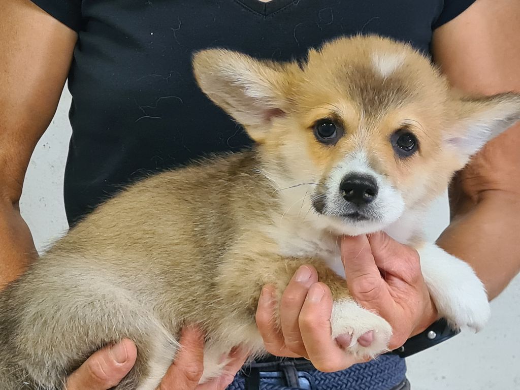 de Paline - Chiots disponibles - Welsh Corgi Pembroke