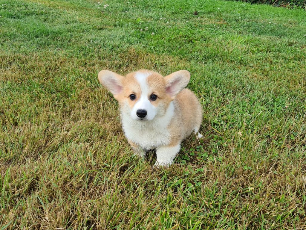 Chiot Welsh Corgi Pembroke de Paline