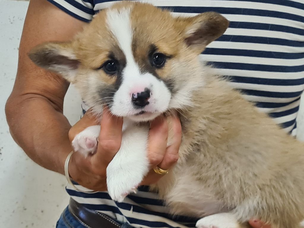de Paline - Chiots disponibles - Welsh Corgi Pembroke