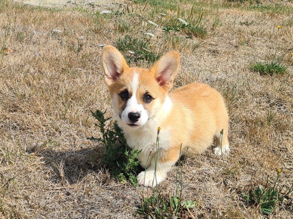 Chiot Welsh Corgi Pembroke de Paline