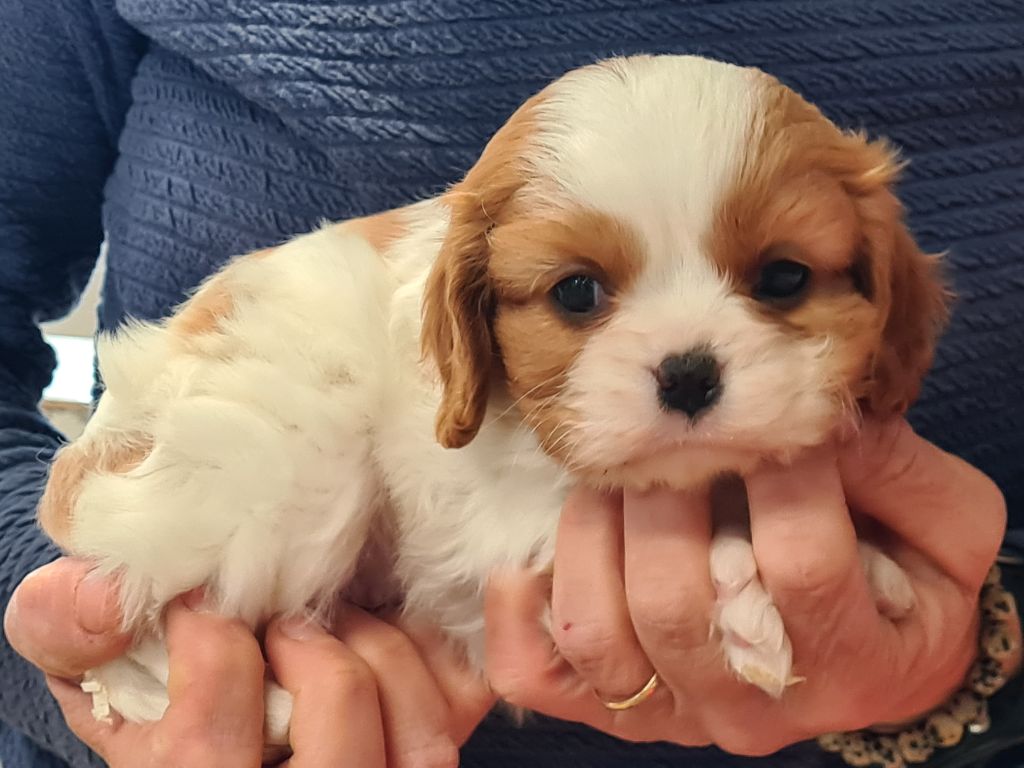 de Paline - Chiots disponibles - Cavalier King Charles Spaniel