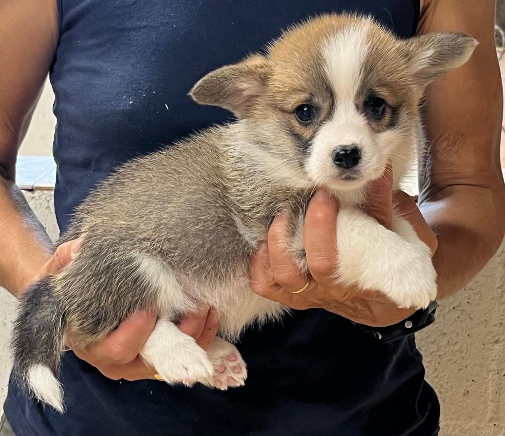 de Paline - Chiots disponibles - Welsh Corgi Pembroke