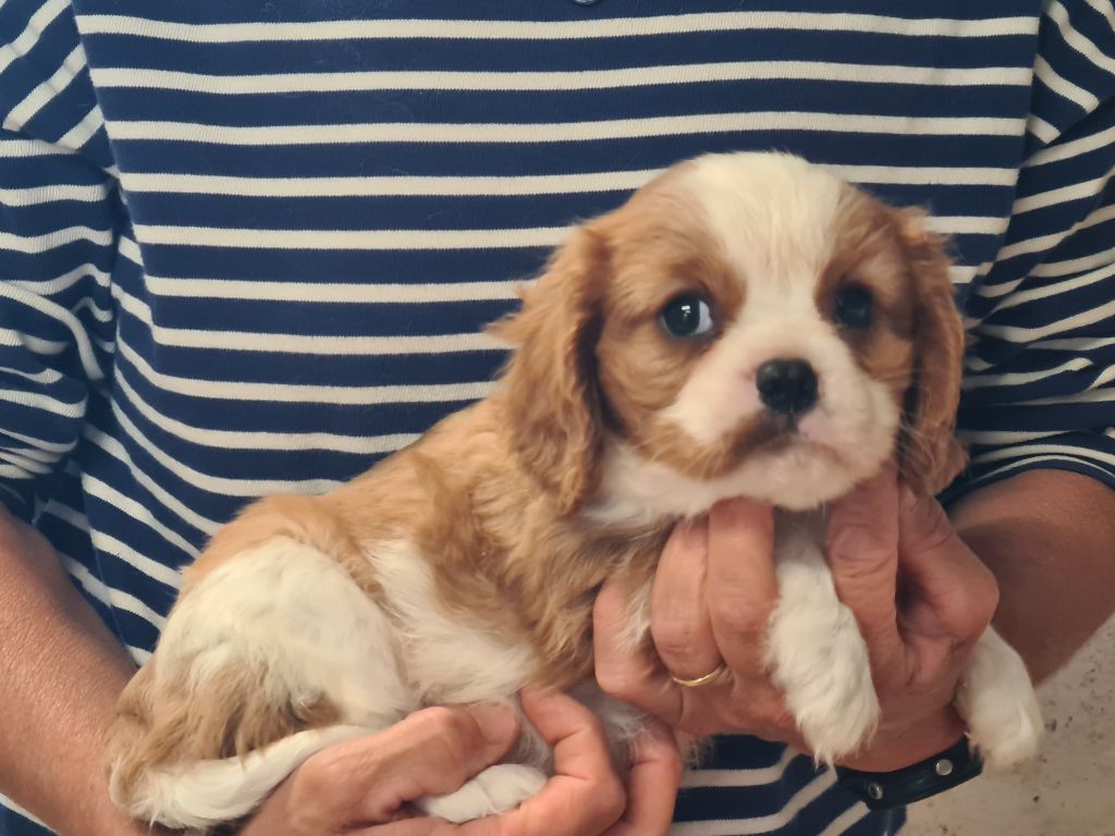 de Paline - Chiots disponibles - Cavalier King Charles Spaniel