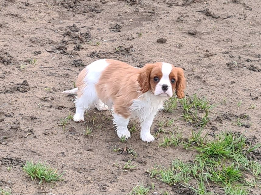 Chiot Cavalier King Charles Spaniel de Paline