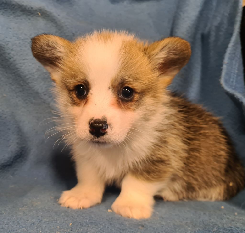 de Paline - Chiots disponibles - Welsh Corgi Pembroke