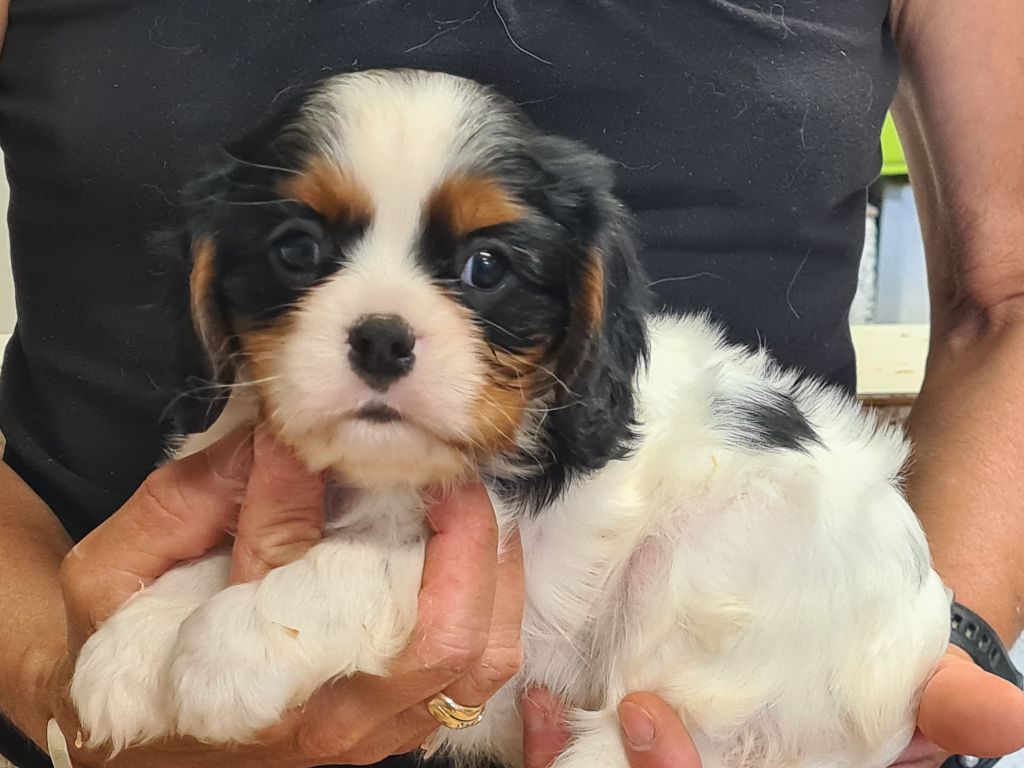 de Paline - Chiots disponibles - Cavalier King Charles Spaniel