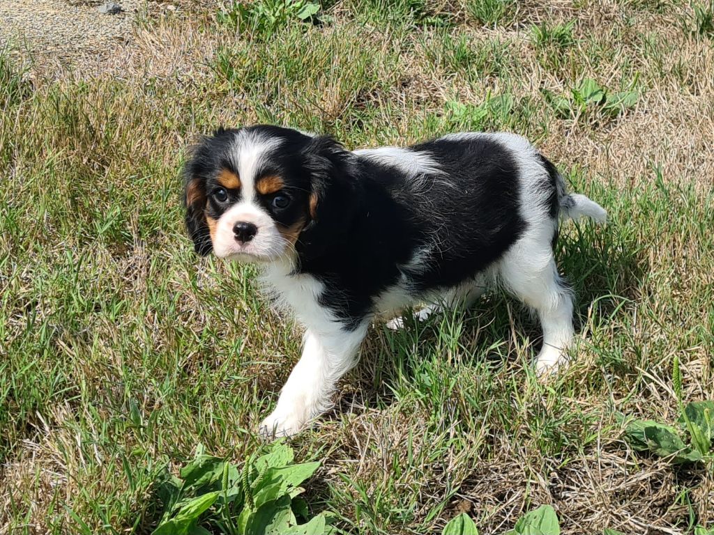 Chiot Cavalier King Charles Spaniel de Paline