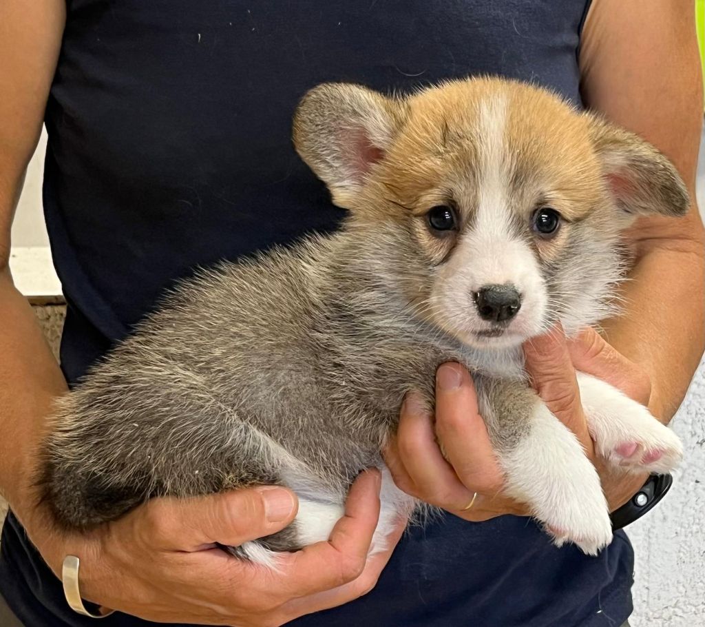 de Paline - Chiots disponibles - Welsh Corgi Pembroke