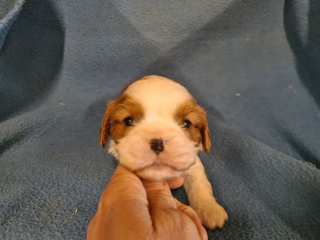 de Paline - Chiots disponibles - Cavalier King Charles Spaniel