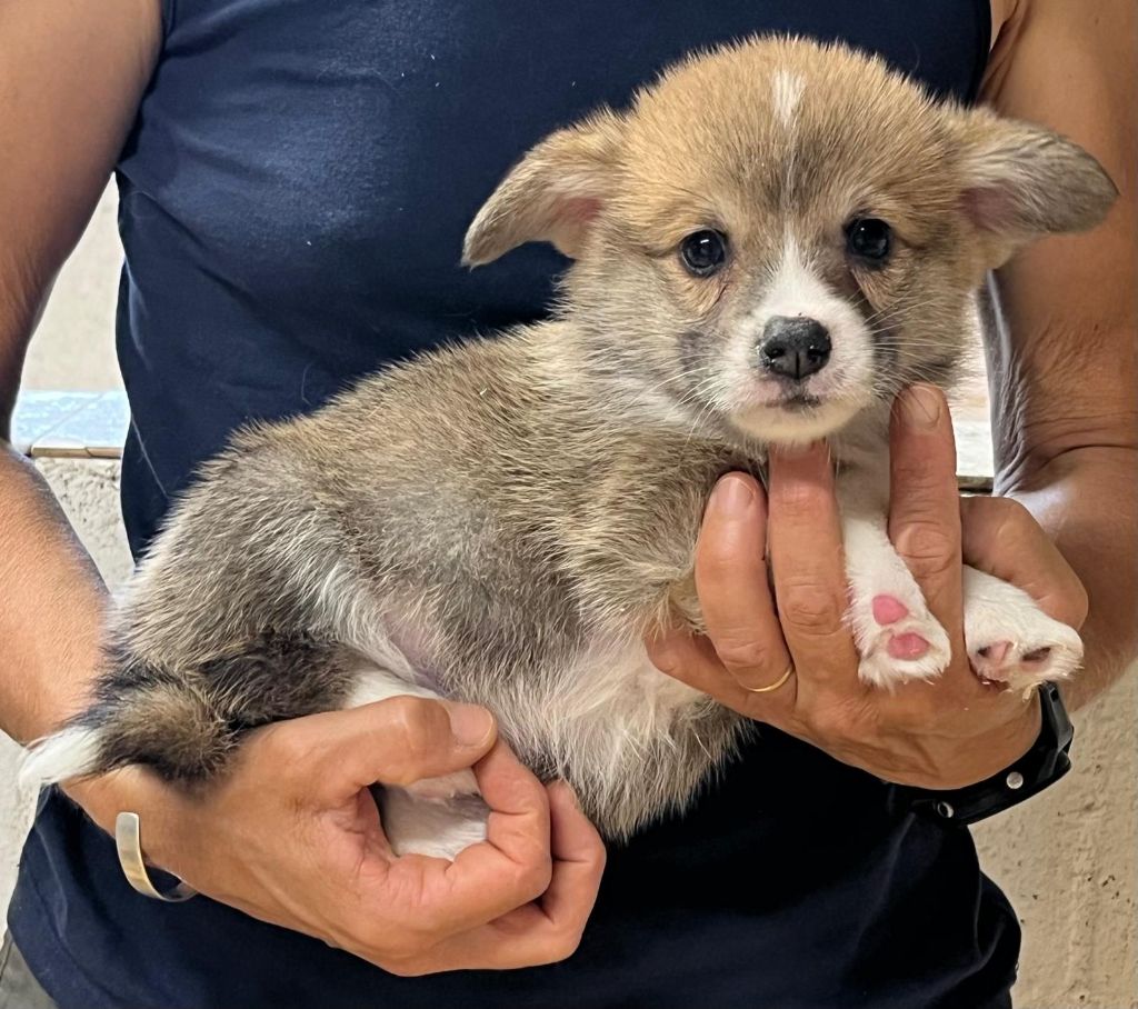 de Paline - Chiots disponibles - Welsh Corgi Pembroke