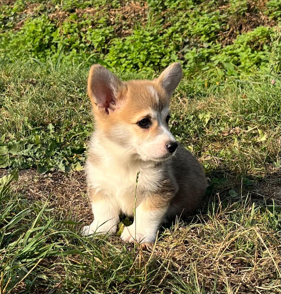 de Paline - Chiots disponibles - Welsh Corgi Pembroke