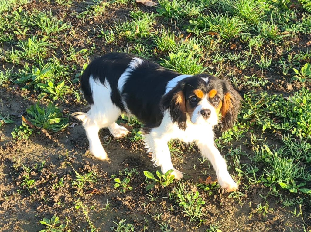 Chiot Cavalier King Charles Spaniel de Paline