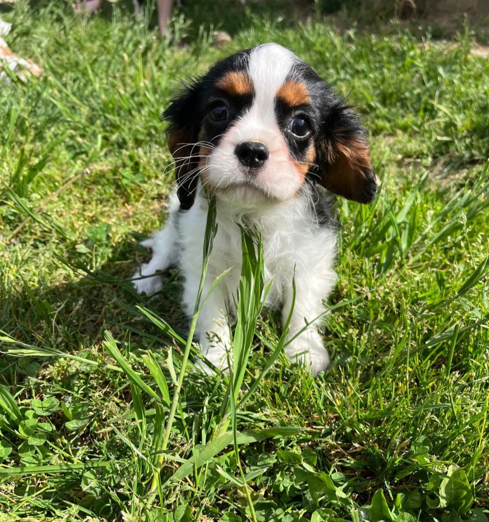 de Paline - Chiots disponibles - Cavalier King Charles Spaniel