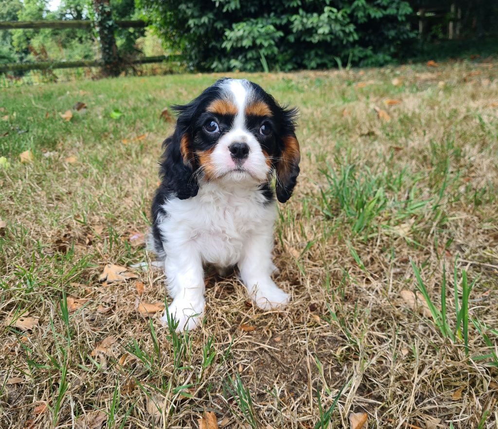de Paline - Chiots disponibles - Cavalier King Charles Spaniel
