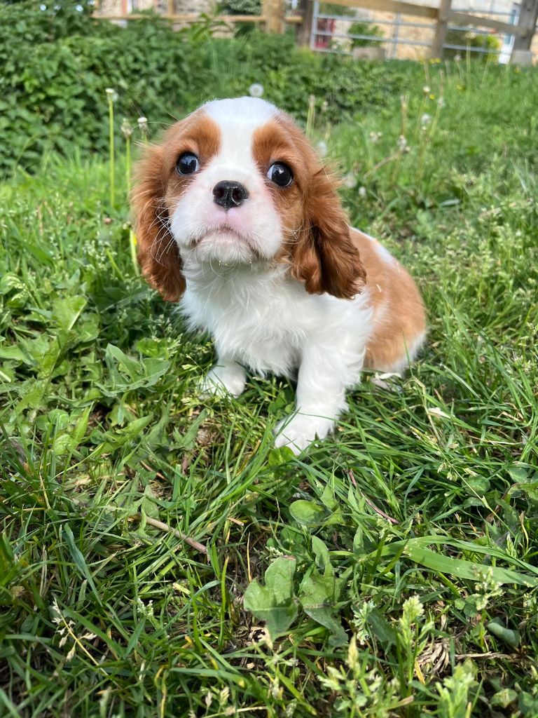 de Paline - Chiots disponibles - Cavalier King Charles Spaniel