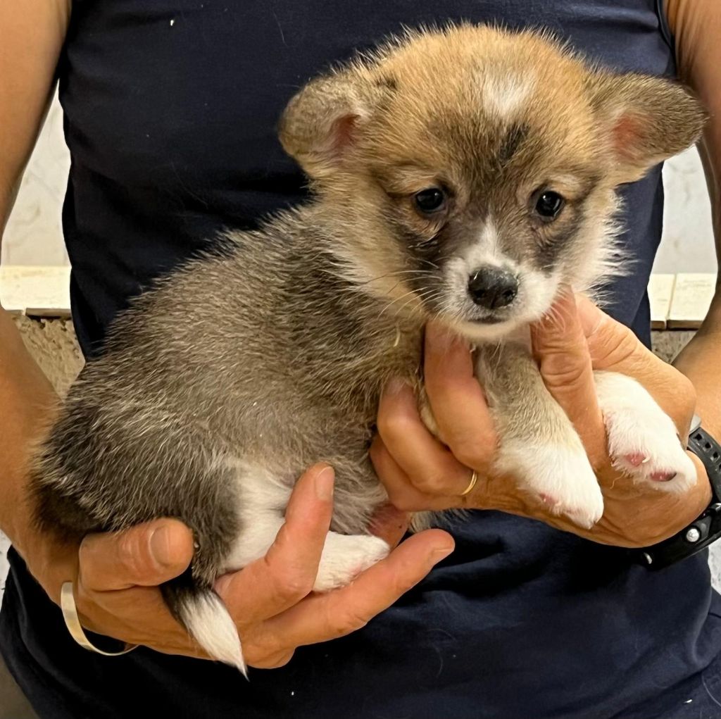 de Paline - Chiots disponibles - Welsh Corgi Pembroke