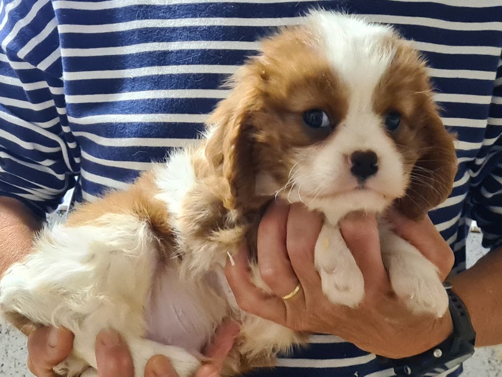 de Paline - Chiots disponibles - Cavalier King Charles Spaniel
