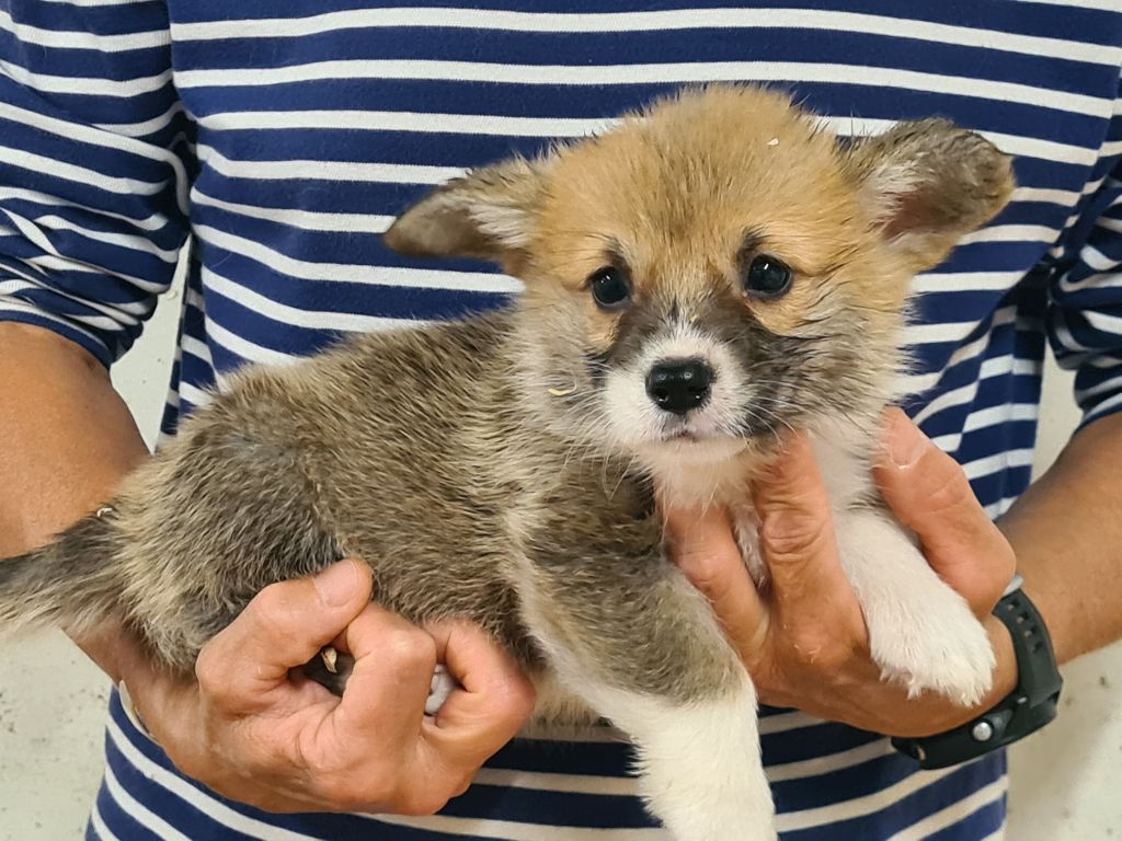 de Paline - Chiots disponibles - Welsh Corgi Pembroke