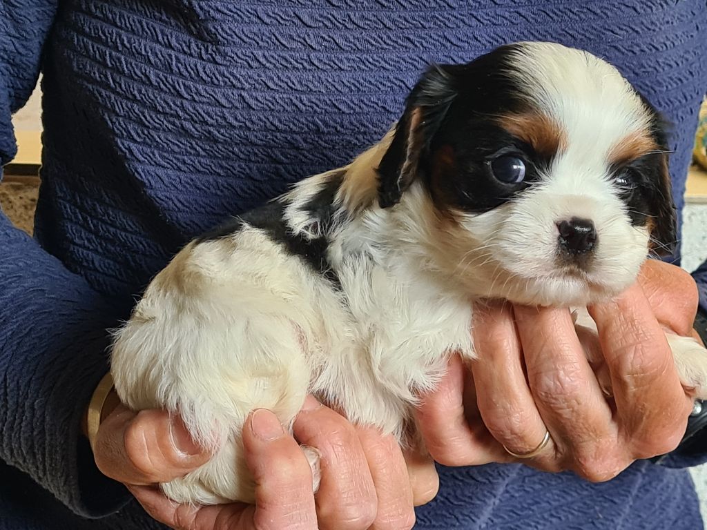 de Paline - Chiots disponibles - Cavalier King Charles Spaniel