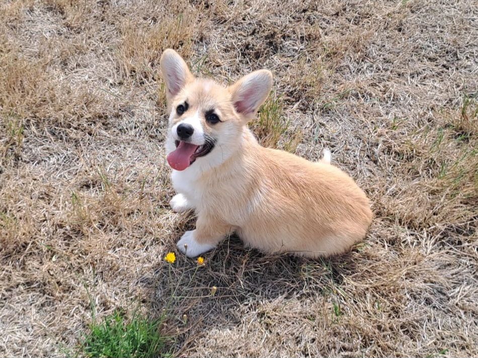 de Paline - Chiots disponibles - Welsh Corgi Pembroke