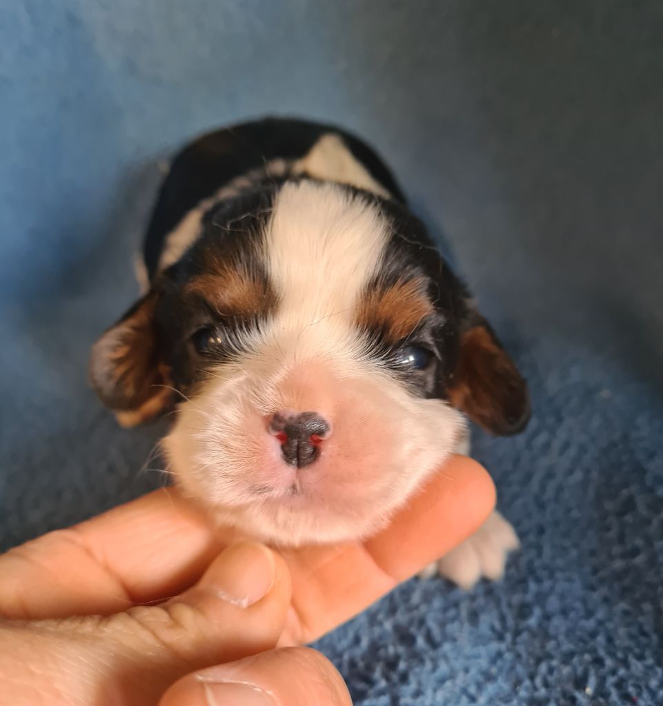 Chiot Cavalier King Charles Spaniel de Paline