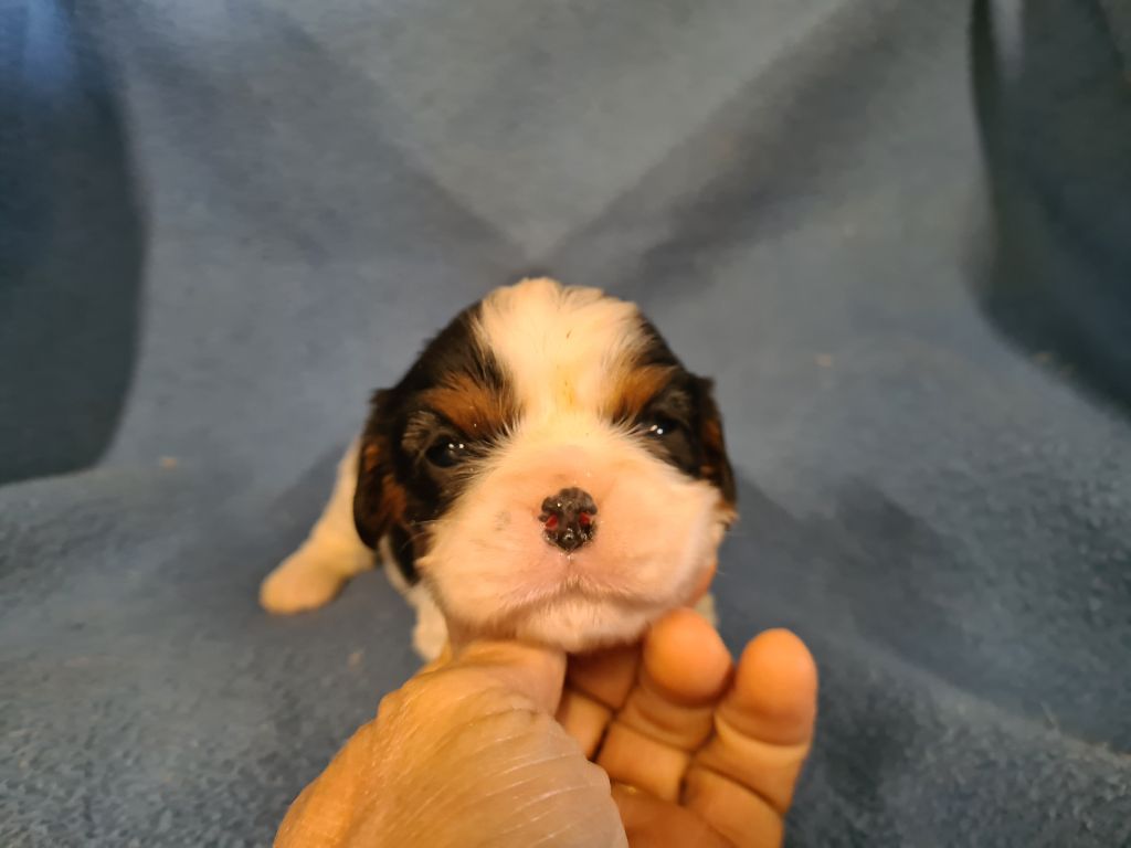 de Paline - Chiots disponibles - Cavalier King Charles Spaniel