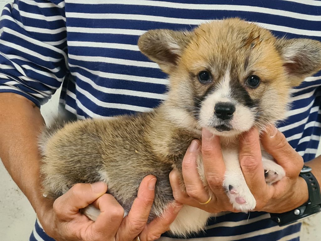 de Paline - Chiots disponibles - Welsh Corgi Pembroke