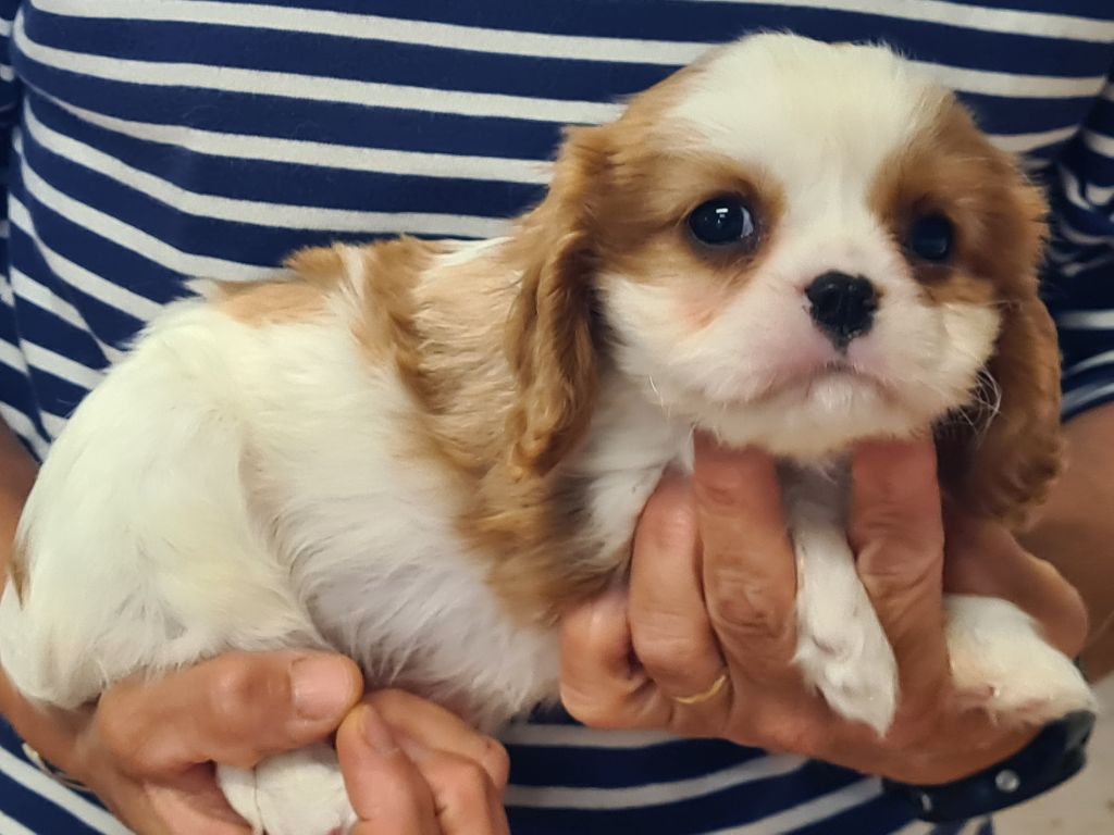 de Paline - Chiots disponibles - Cavalier King Charles Spaniel