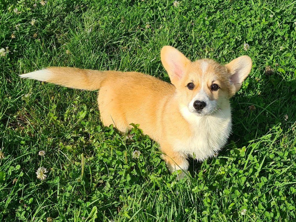 Chiot Welsh Corgi Pembroke de Paline