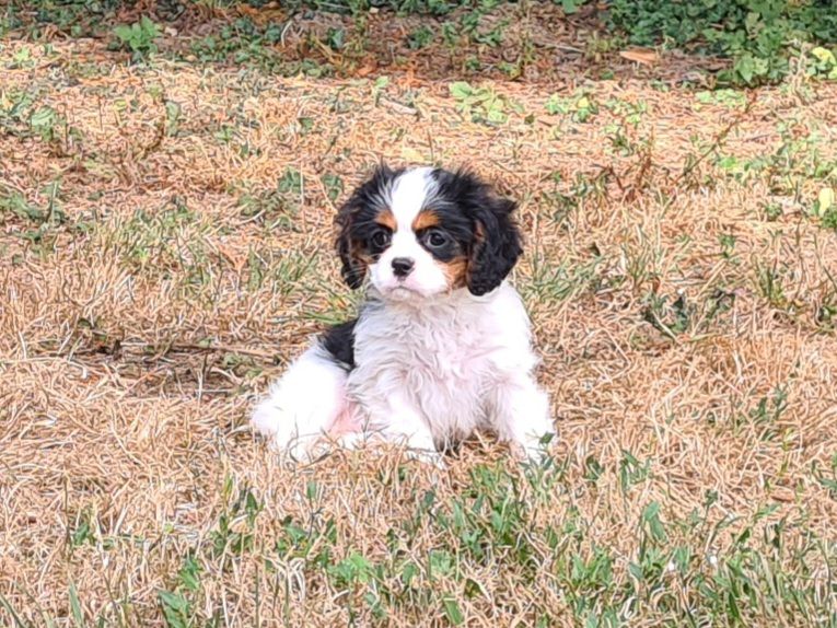 de Paline - Chiots disponibles - Cavalier King Charles Spaniel