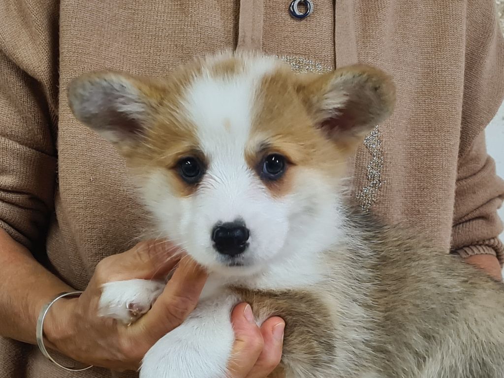 de Paline - Chiots disponibles - Welsh Corgi Pembroke