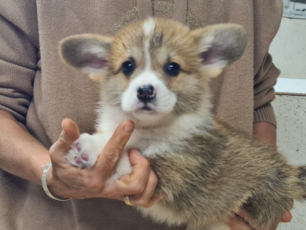 Chiot Welsh Corgi Pembroke de Paline